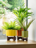 Orla Kiely Ceramic Plant Pot with Wooden Stand (Medium) - 60s Stem Poppy