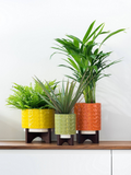 Orla Kiely Ceramic Plant Pot with Wooden Stand (Medium) - 60s Stem Poppy