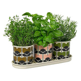 Orla Kiely Set of 3 Enamel Herb Pots + Tray - Climbing Rose (Bark, Rose, Leaf)